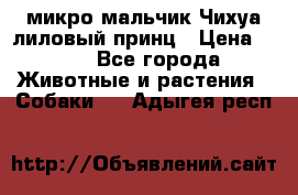 микро мальчик Чихуа лиловый принц › Цена ­ 90 - Все города Животные и растения » Собаки   . Адыгея респ.